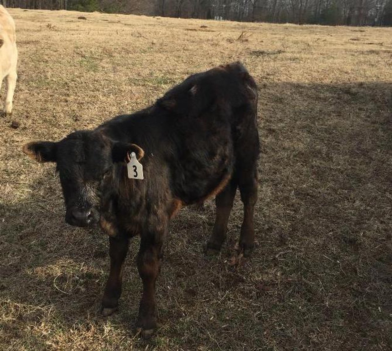 Local beef herd dispersal