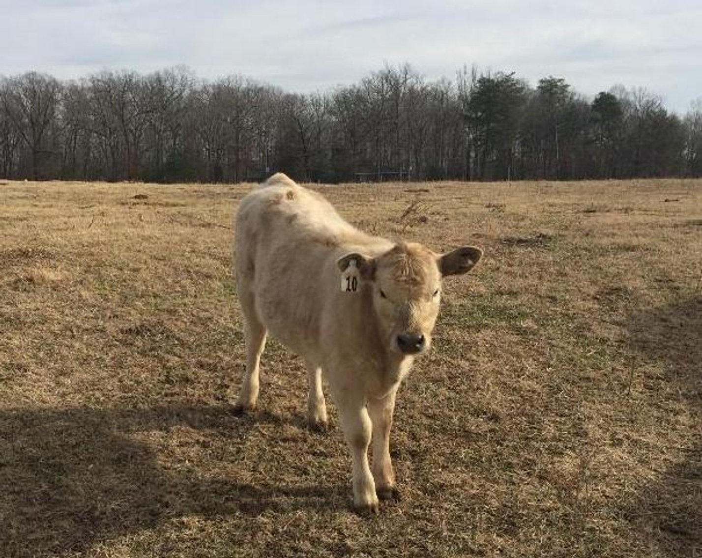 Local beef herd dispersal