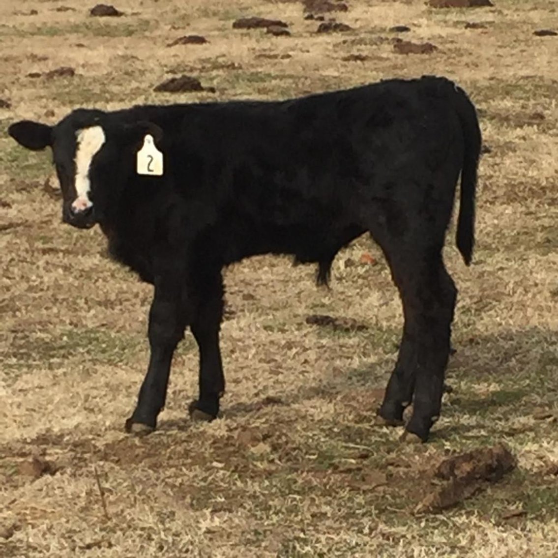 Local beef herd dispersal