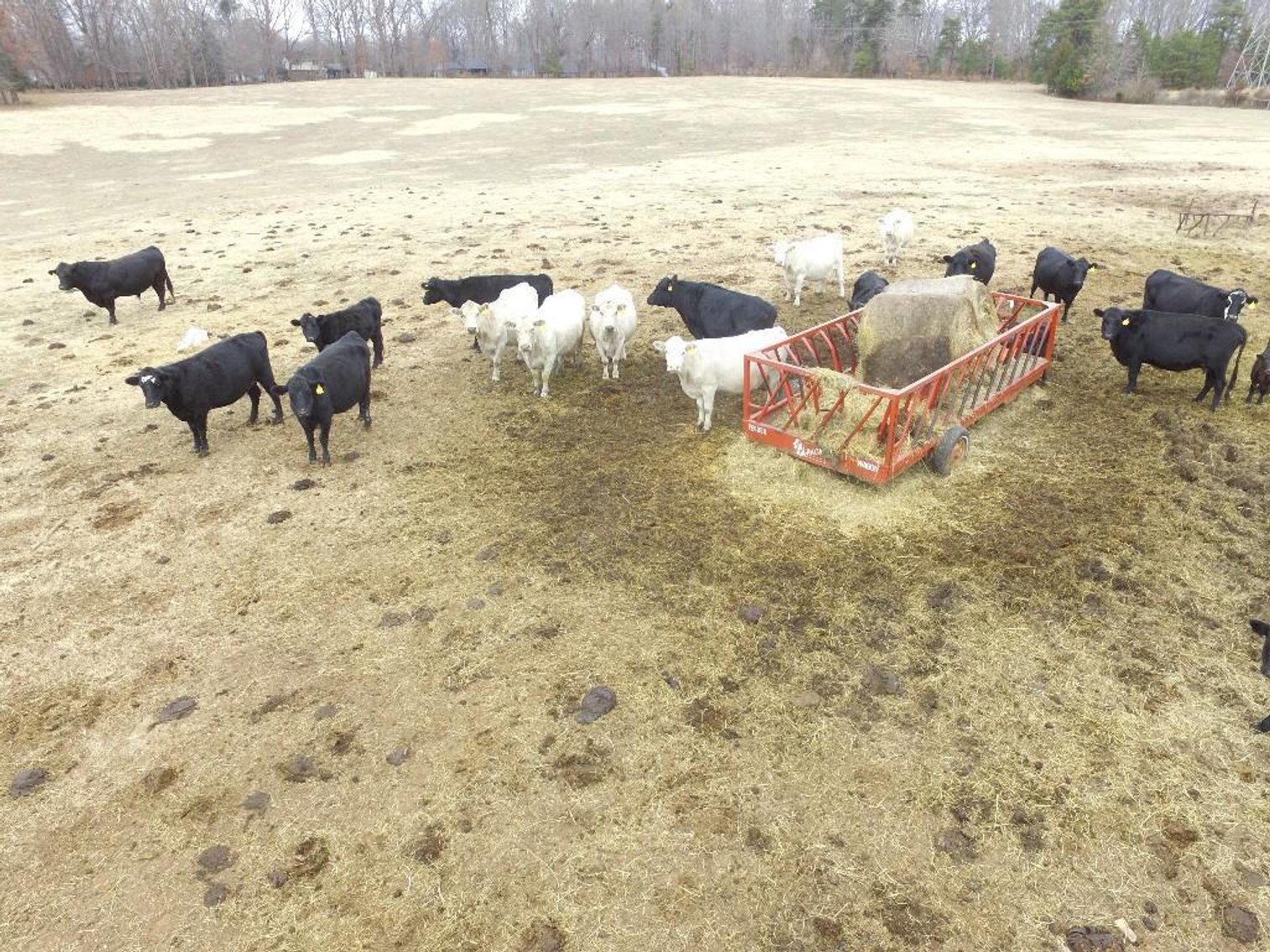 Local beef herd dispersal