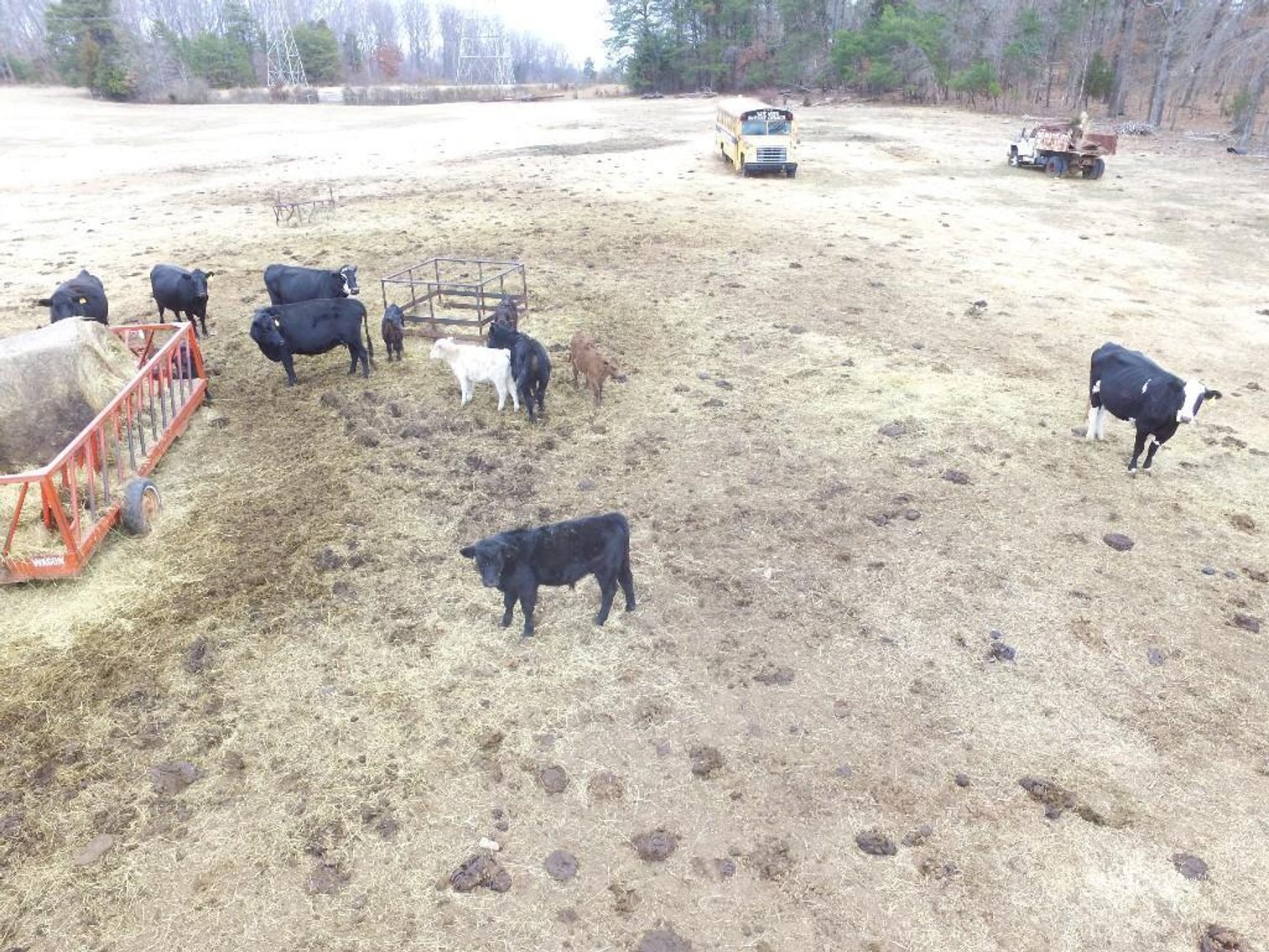 Local beef herd dispersal