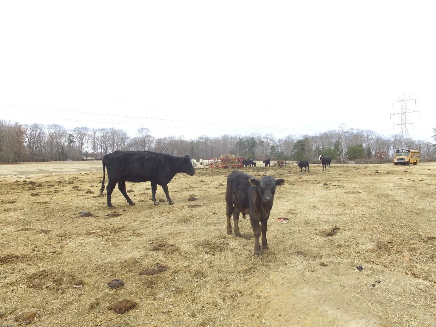 Local beef herd dispersal