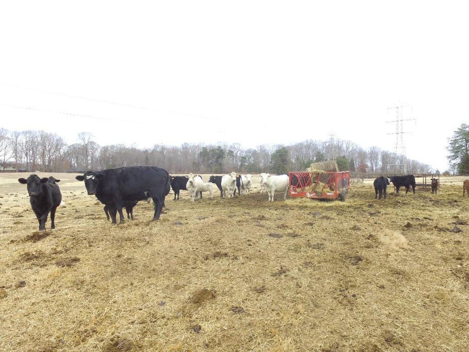 Local beef herd dispersal