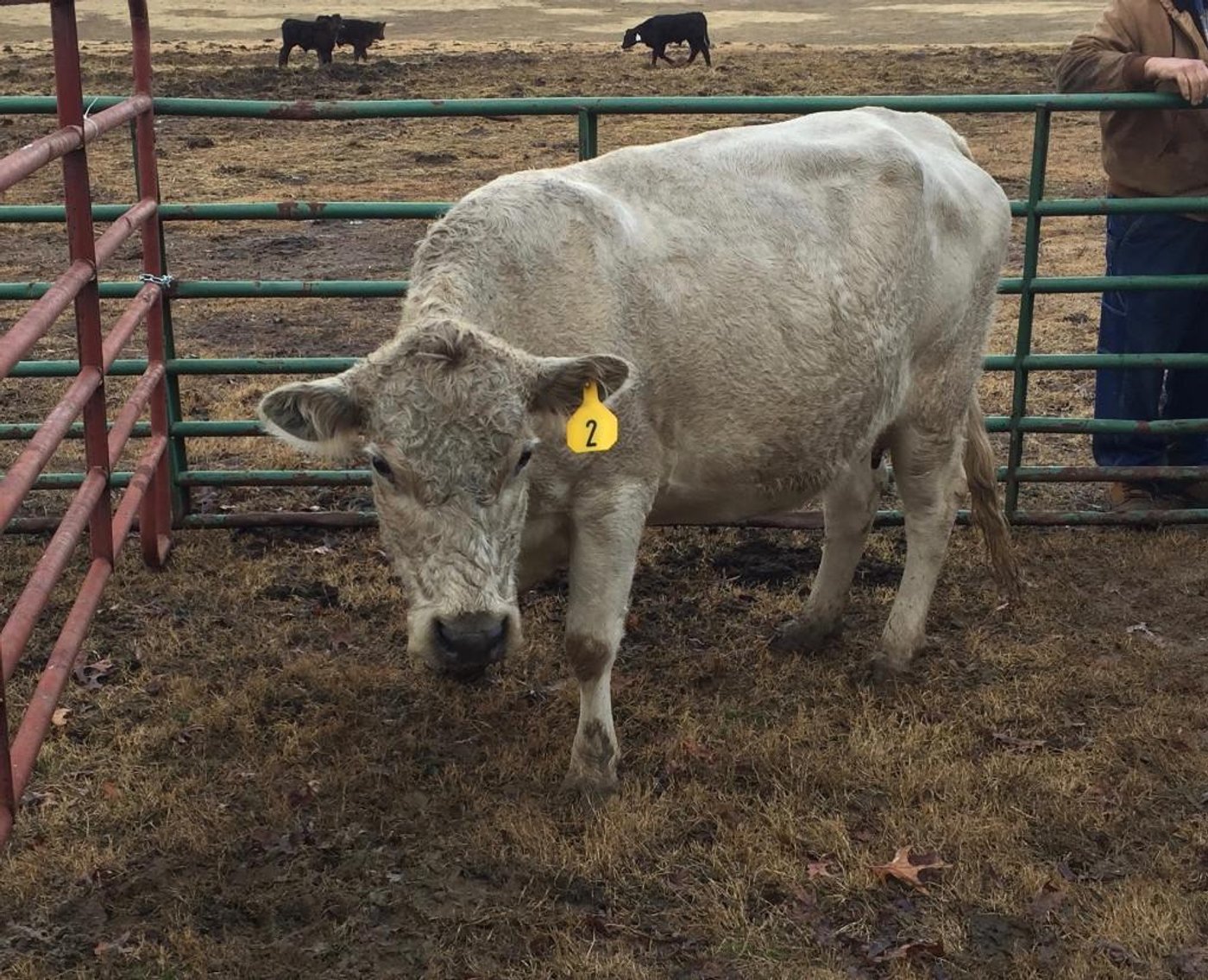 Local beef herd dispersal