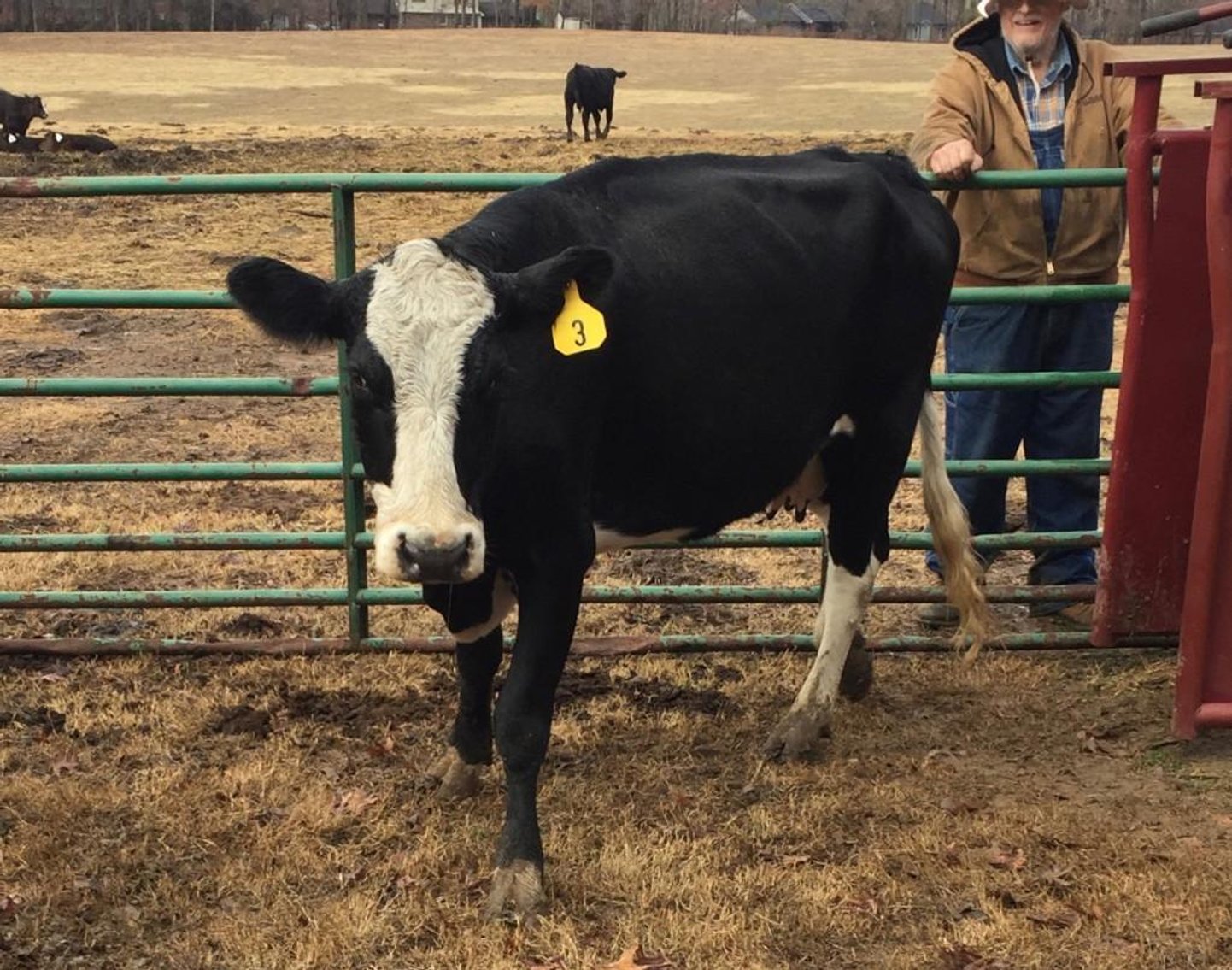 Local beef herd dispersal