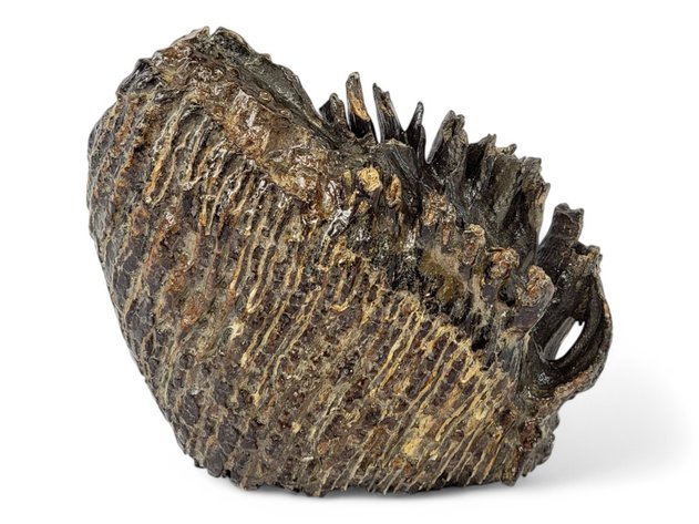 9.25lb Woolly Mammoth Tooth