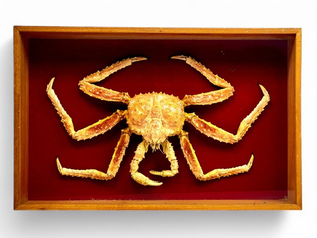 Alaskan King Crab Taxidermy Wall Mount