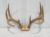 Whitetail Antlers