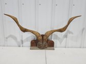 Kudu/Antelope Antlers