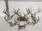 Whitetail Antlers