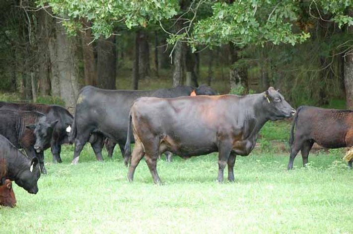 Cattle Auction - October 12