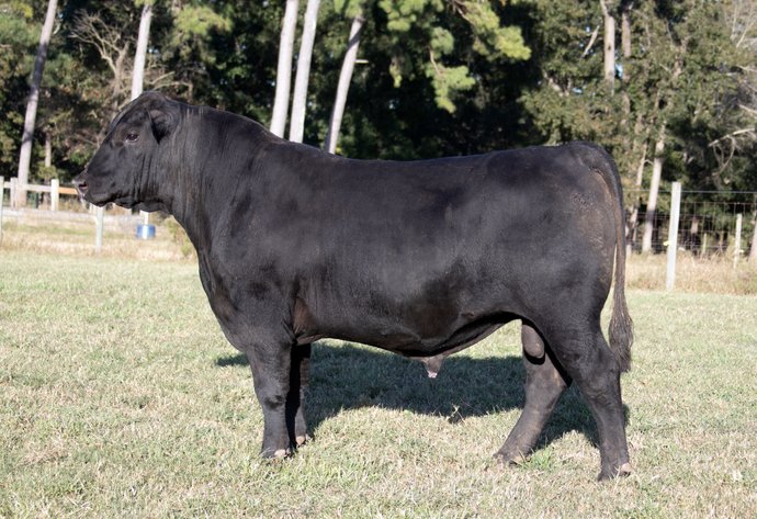 Springfield Angus Bull Sale