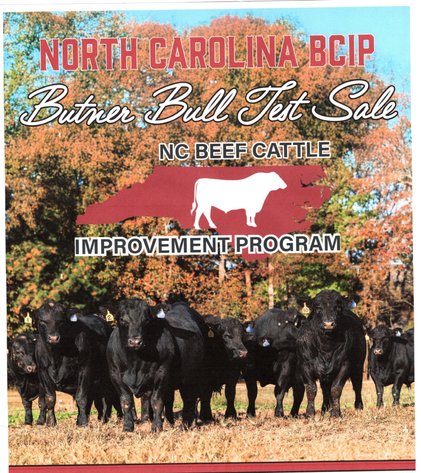 NC BCIP Butner Bull Sale