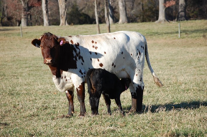 Cattle Auction - Jan. 4 2025