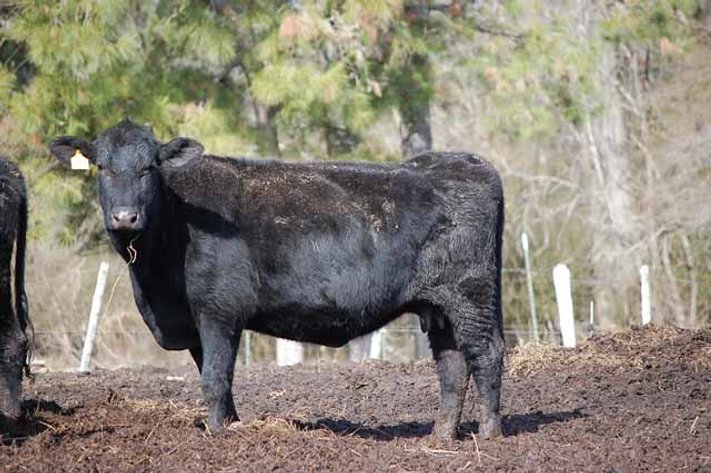 March 22 Cattle Auction