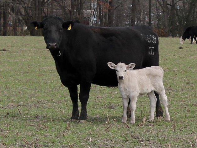 Green Hills Cattle Company & Hope Cattle Services