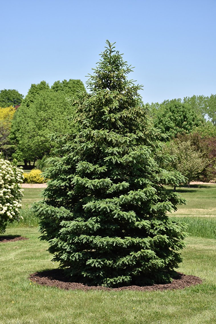 Early June Tree Auction