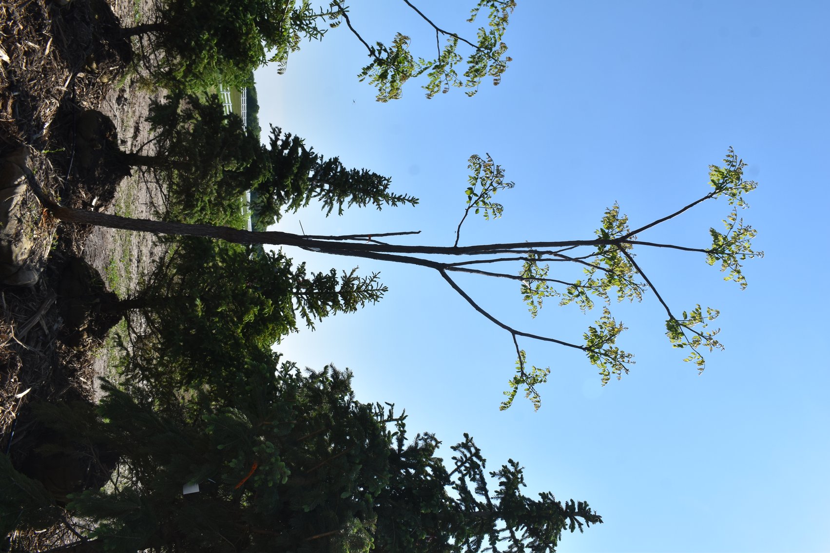 Black Hill & Colorado Spruce Trees, Coffee Tree, Linden American