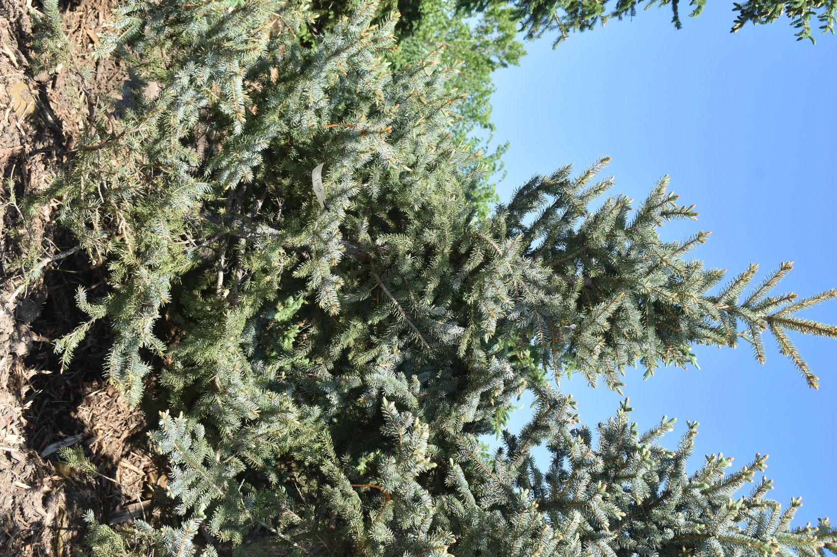Black Hill & Colorado Spruce Trees, Coffee Tree, Linden American