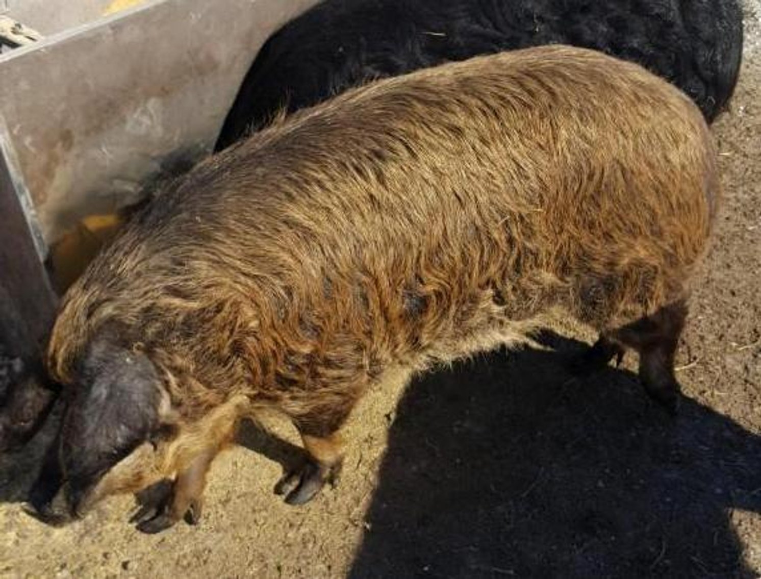 (6) Mangalitsa/Red Wattle Cross Barrows or Gilts Pigs