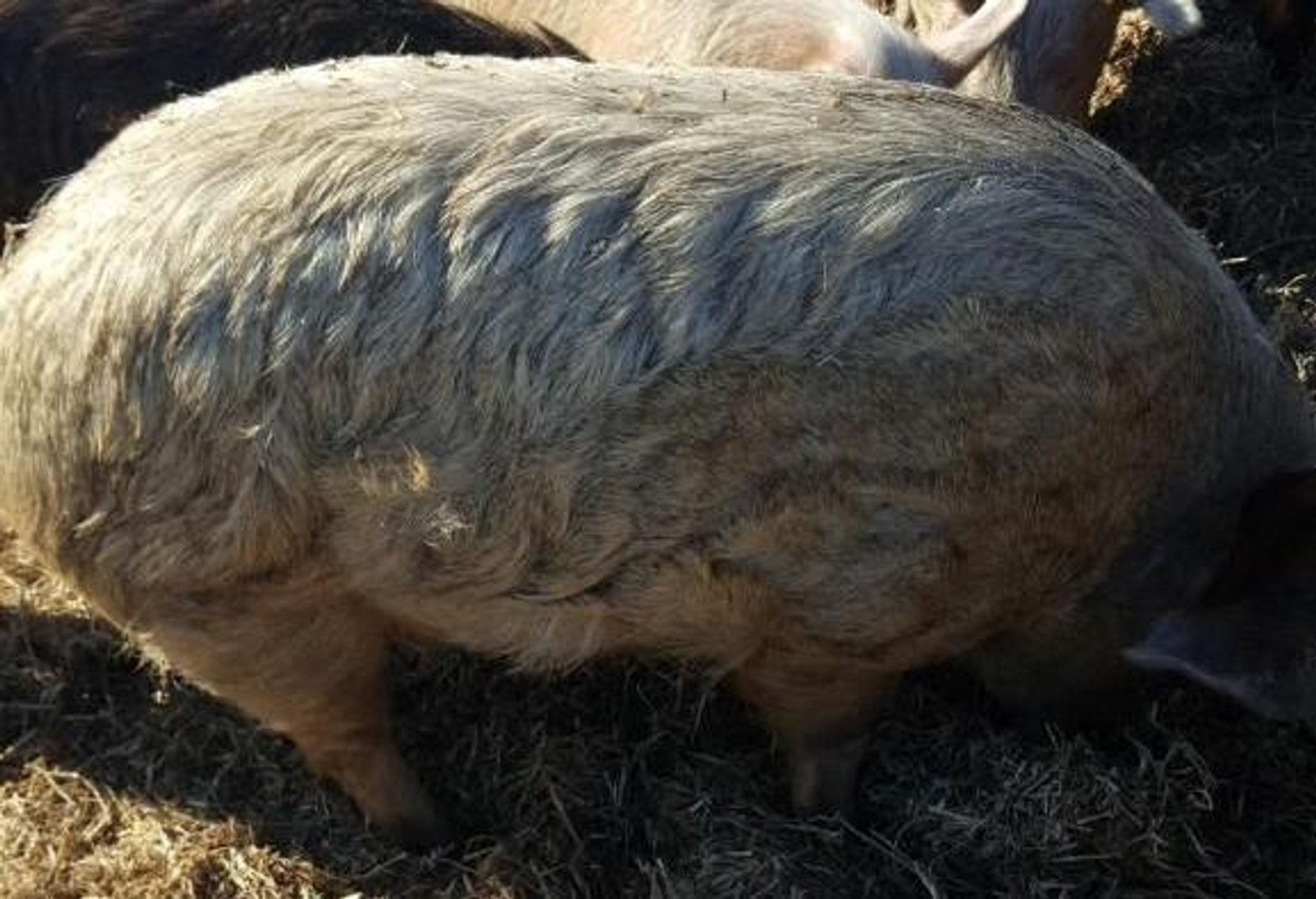 (6) Mangalitsa/Red Wattle Cross Barrows or Gilts Pigs