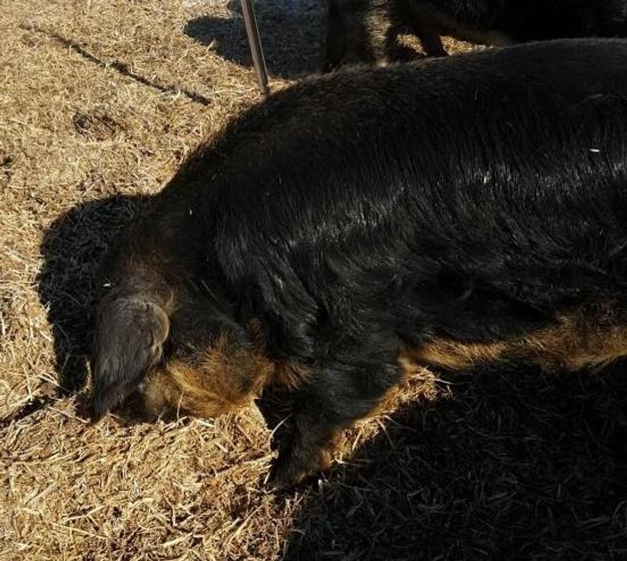 (6) Mangalitsa/Red Wattle Cross Barrows or Gilts Pigs