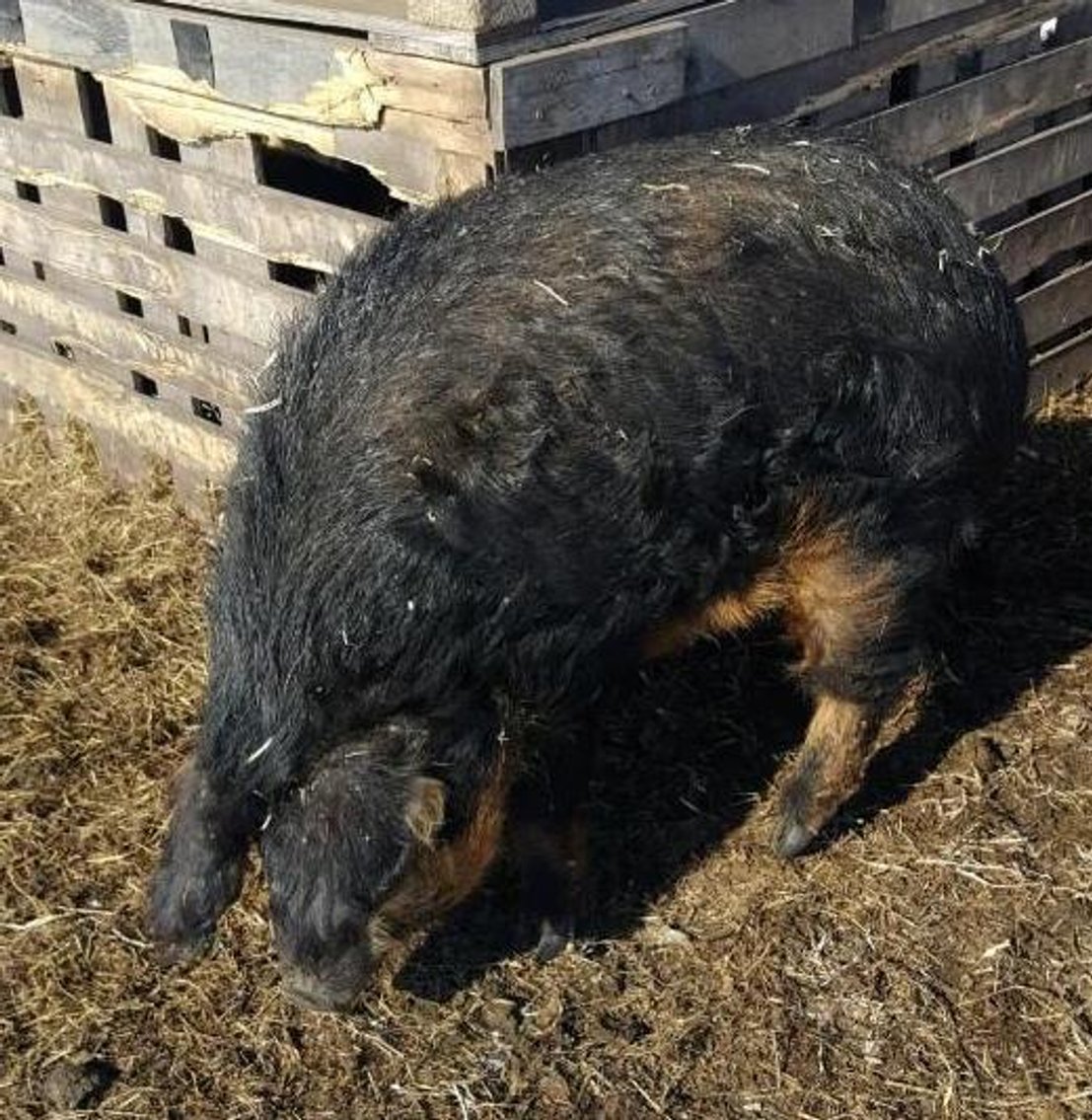 (6) Mangalitsa/Red Wattle Cross Barrows or Gilts Pigs