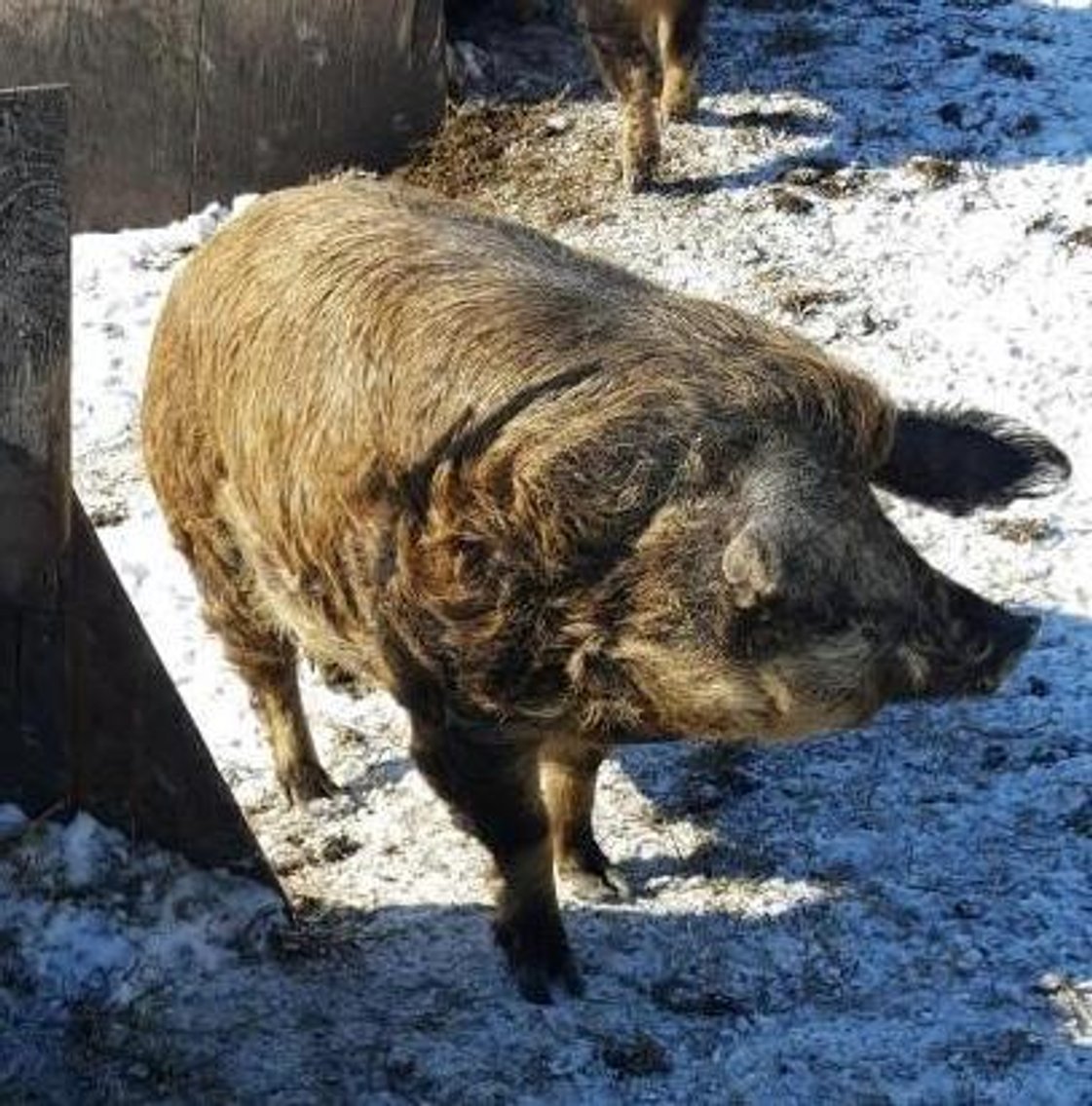 (3) Mangalitsa/Red Wattle Cross Barrows