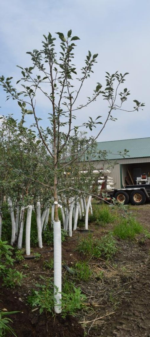 Labor Day Tree Auction