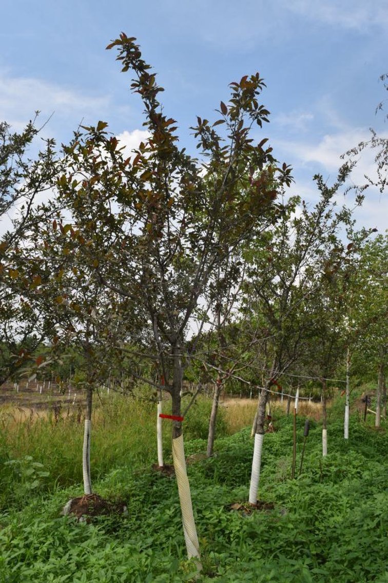 Labor Day Tree Auction