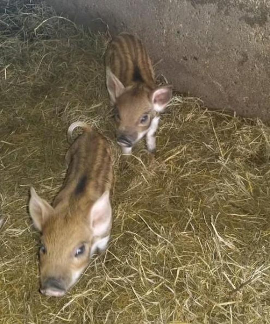 (30) Mangalitsa, Red Wattle, Duroc Cross Feeder Pigs