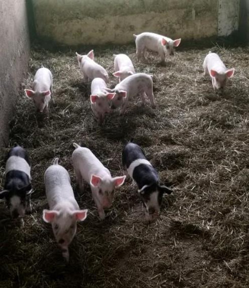 (30) Mangalitsa, Red Wattle, Duroc Cross Feeder Pigs