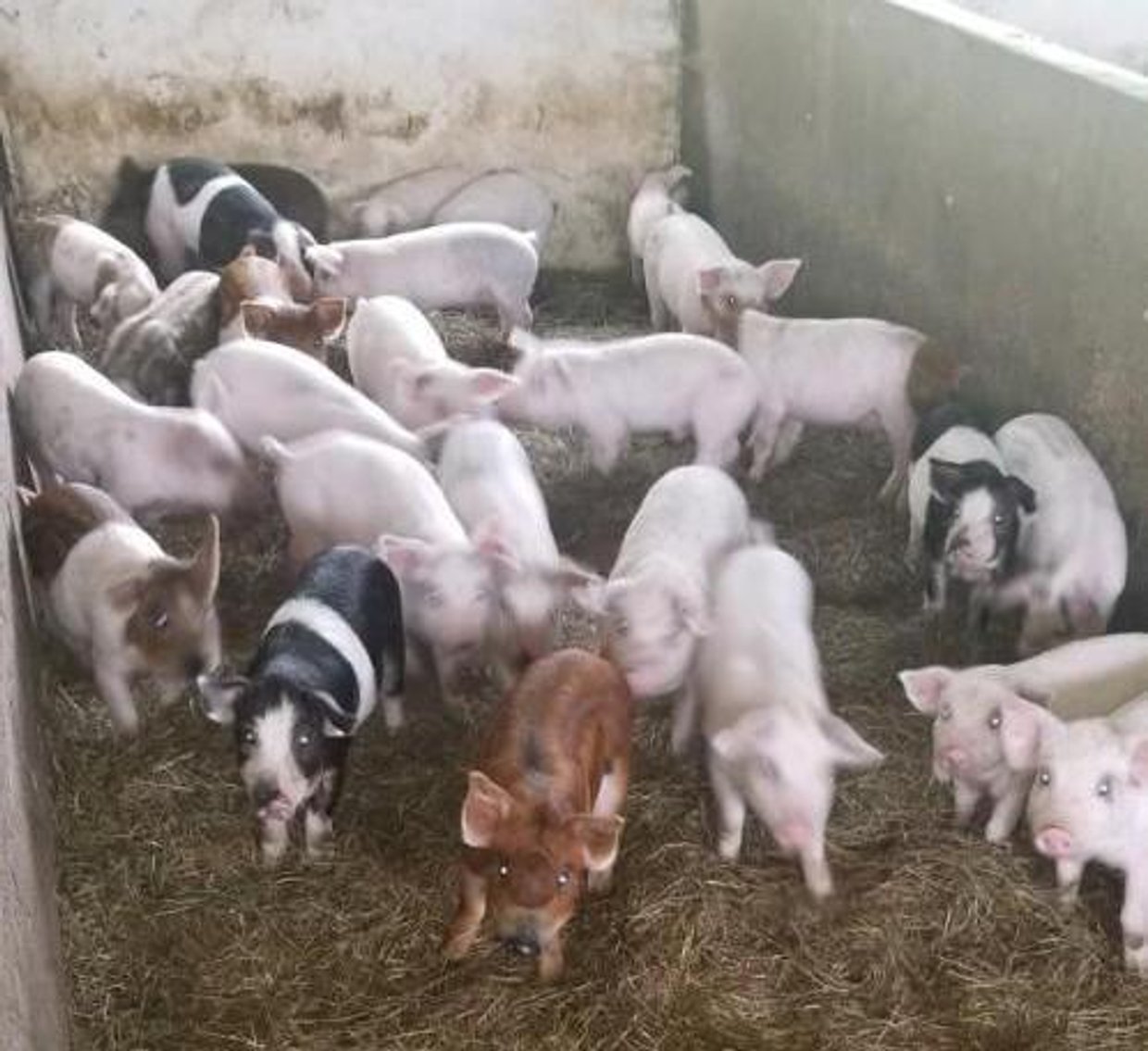 (30) Mangalitsa, Red Wattle, Duroc Cross Feeder Pigs