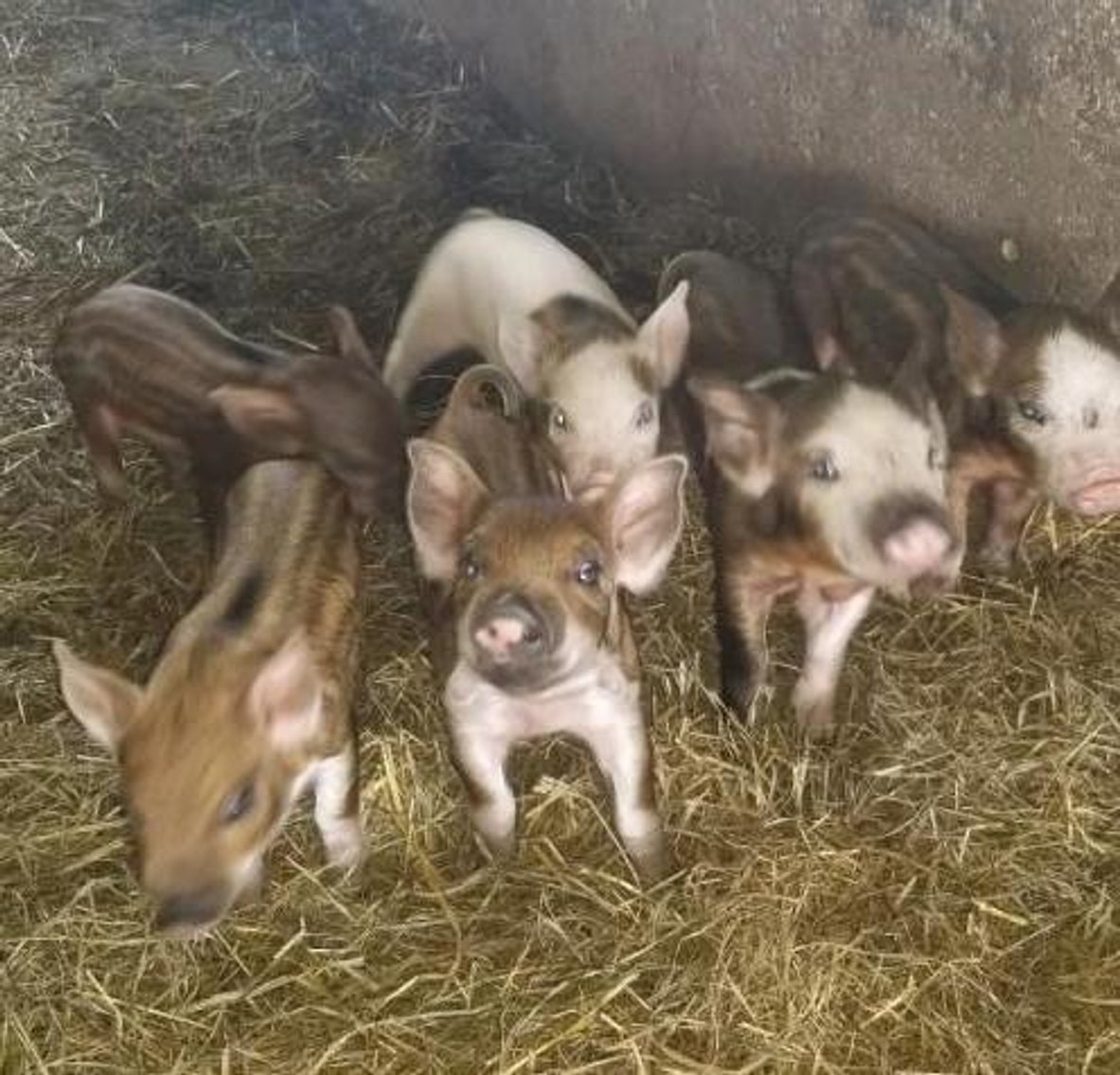 (30) Mangalitsa, Red Wattle, Duroc Cross Feeder Pigs