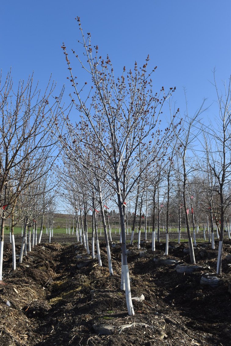 Spring Tree Inventory Reduction