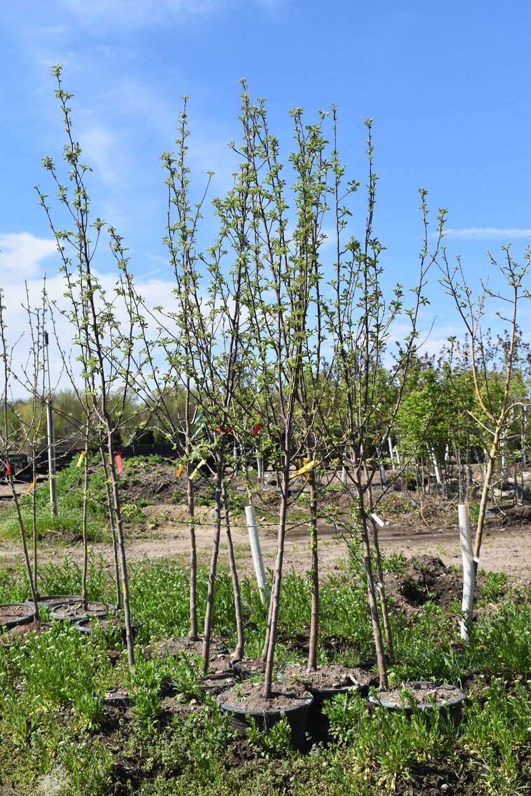 Tree Auction: Spruce, Apple, Maple & Crab