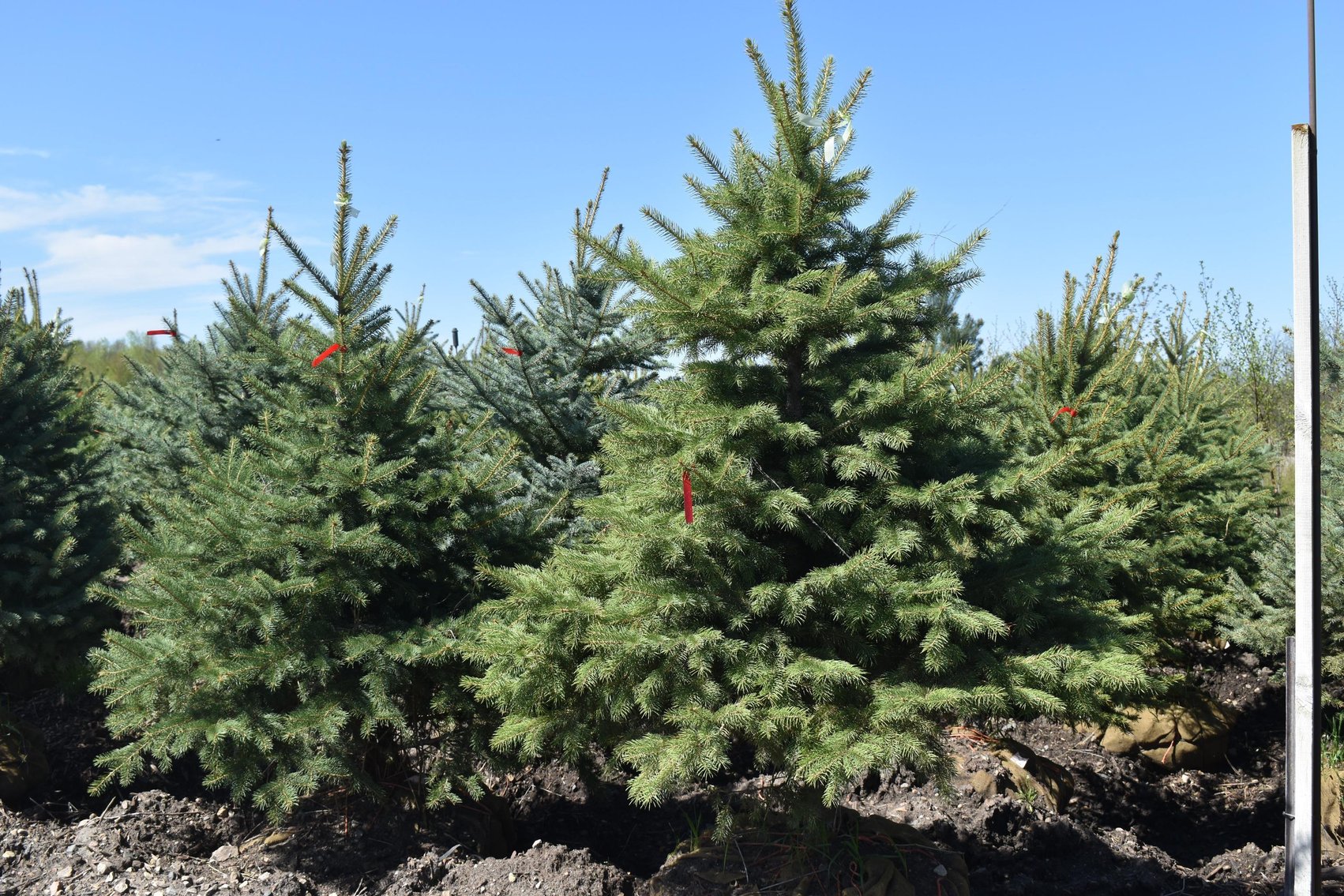 Tree Auction: Spruce, Apple, Maple & Crab