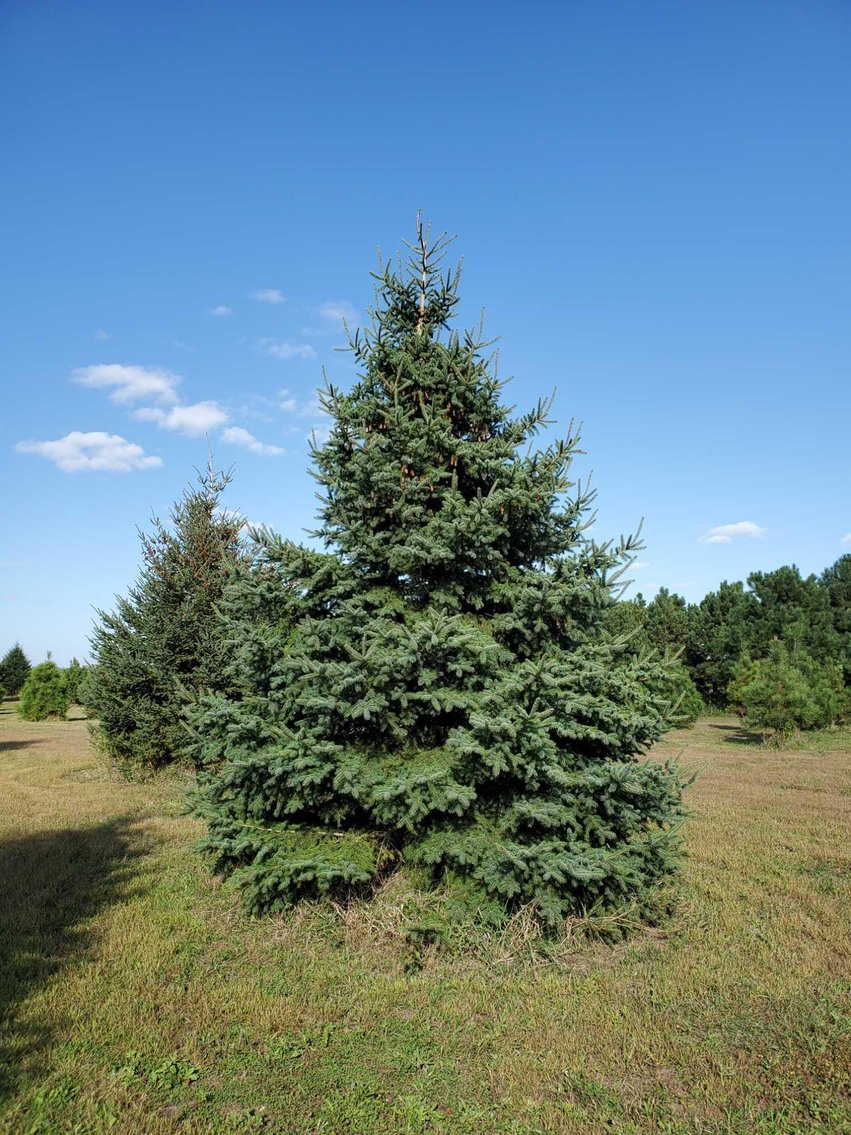 Iverson Tree Farm: Trees to be Moved & Surplus Trees