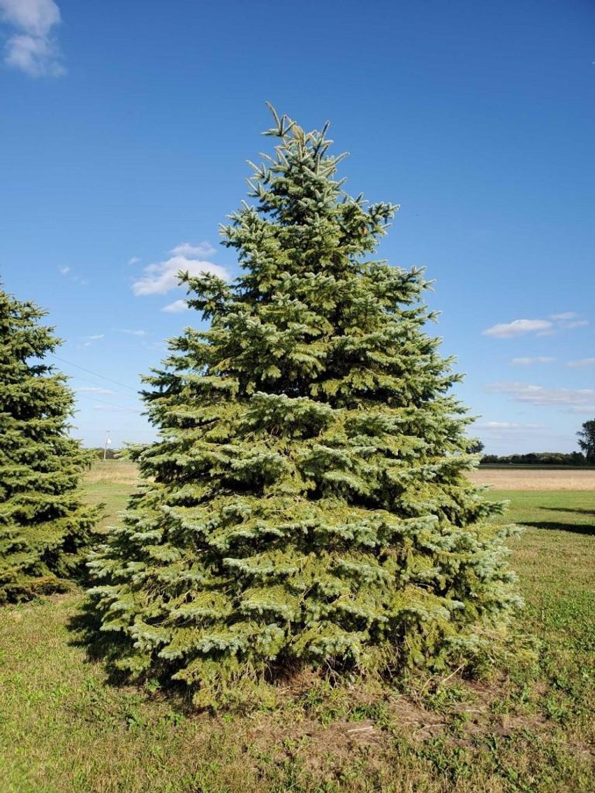 Iverson Tree Farm: Trees to be Moved & Surplus Trees