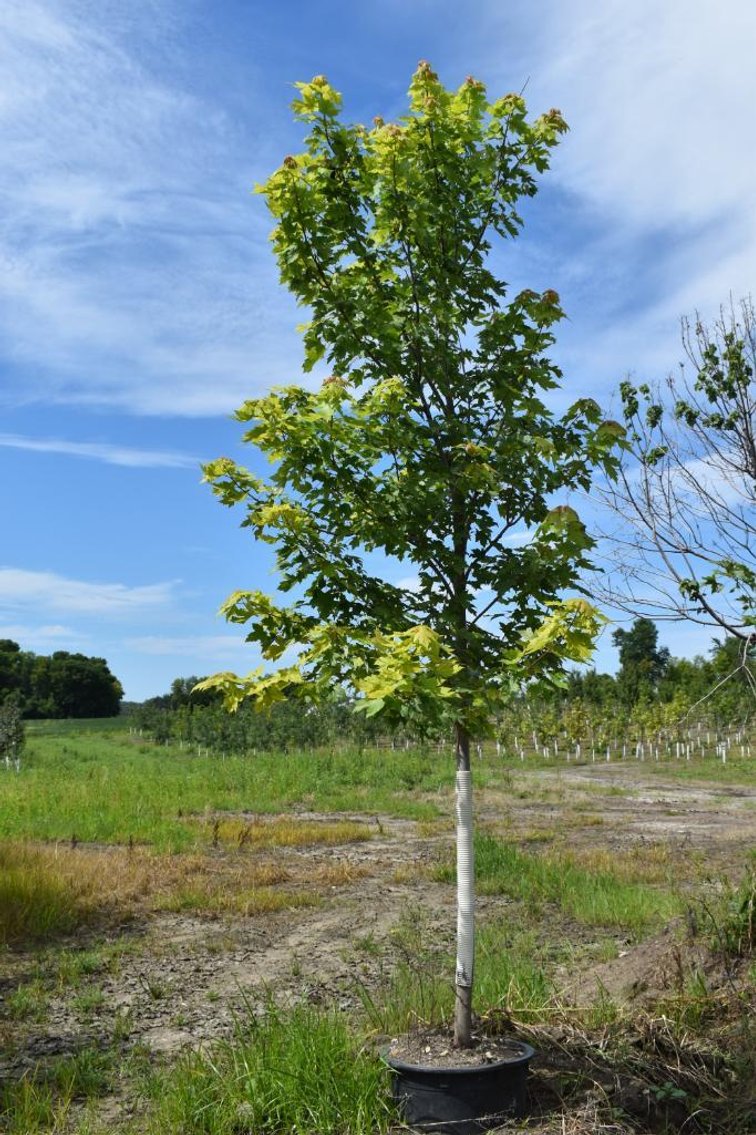 Labor Day Tree Auction