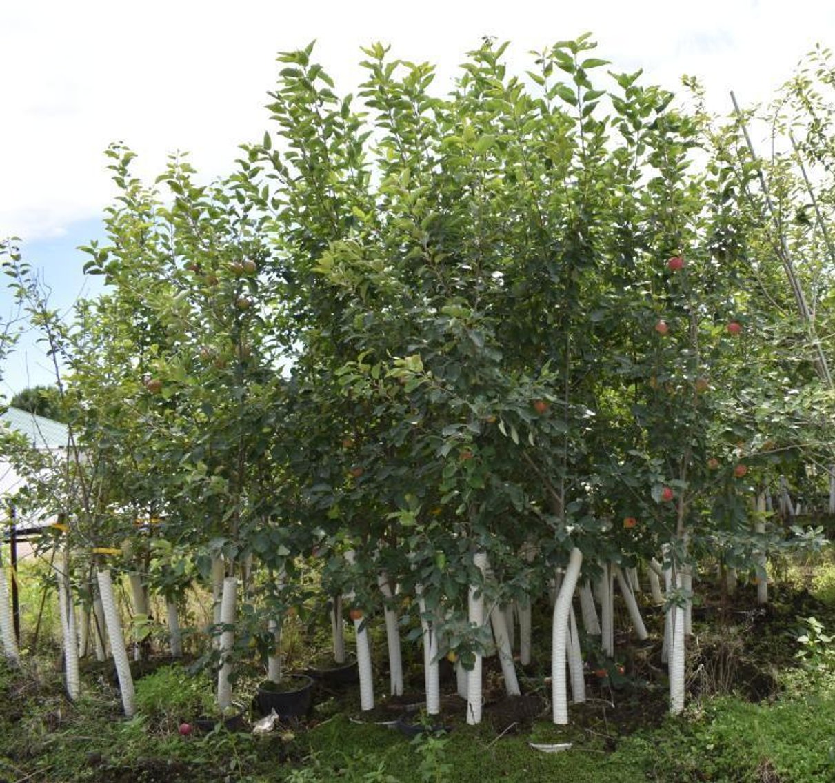 Labor Day Tree Auction