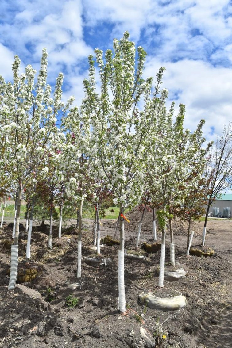 Spring Tree Auction