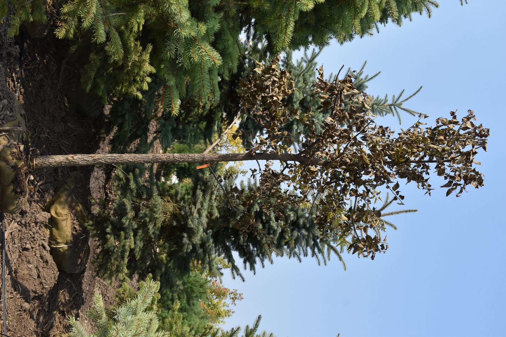 Tree Auction in Loretto, MN: Spruce, River Birch, Hackberry (127890)