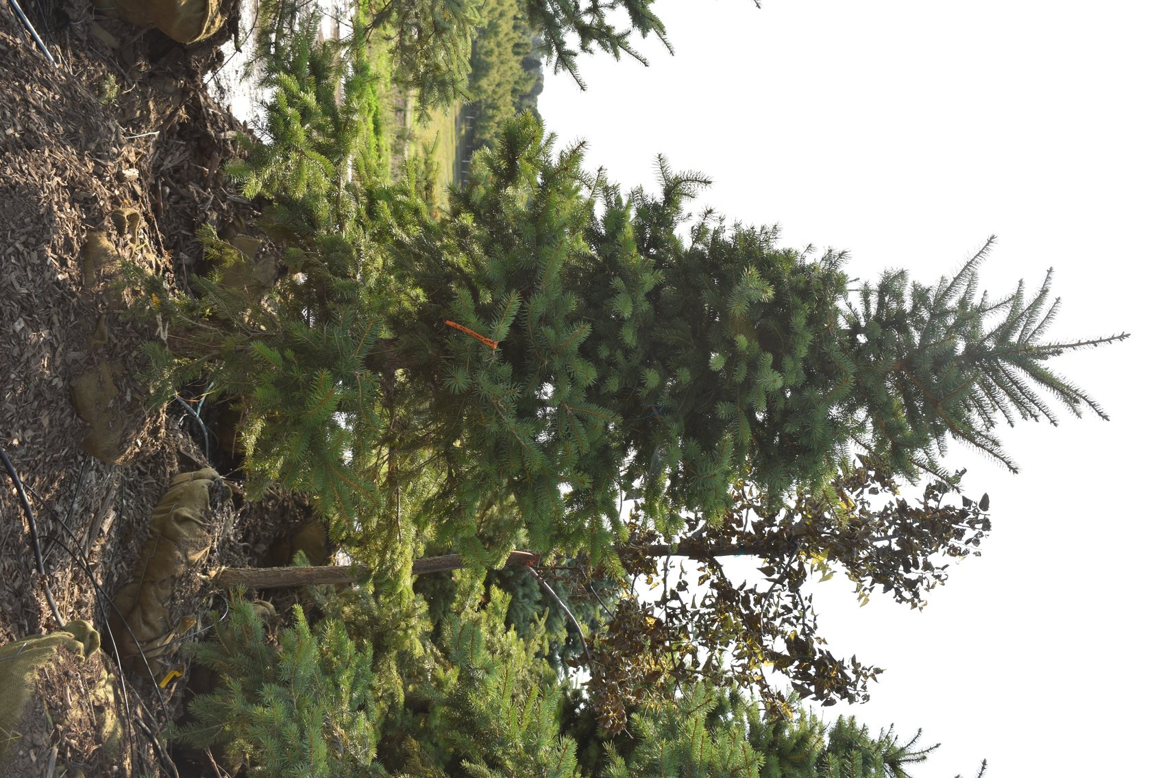 Tree Auction in Loretto, MN: Spruce, River Birch, Hackberry