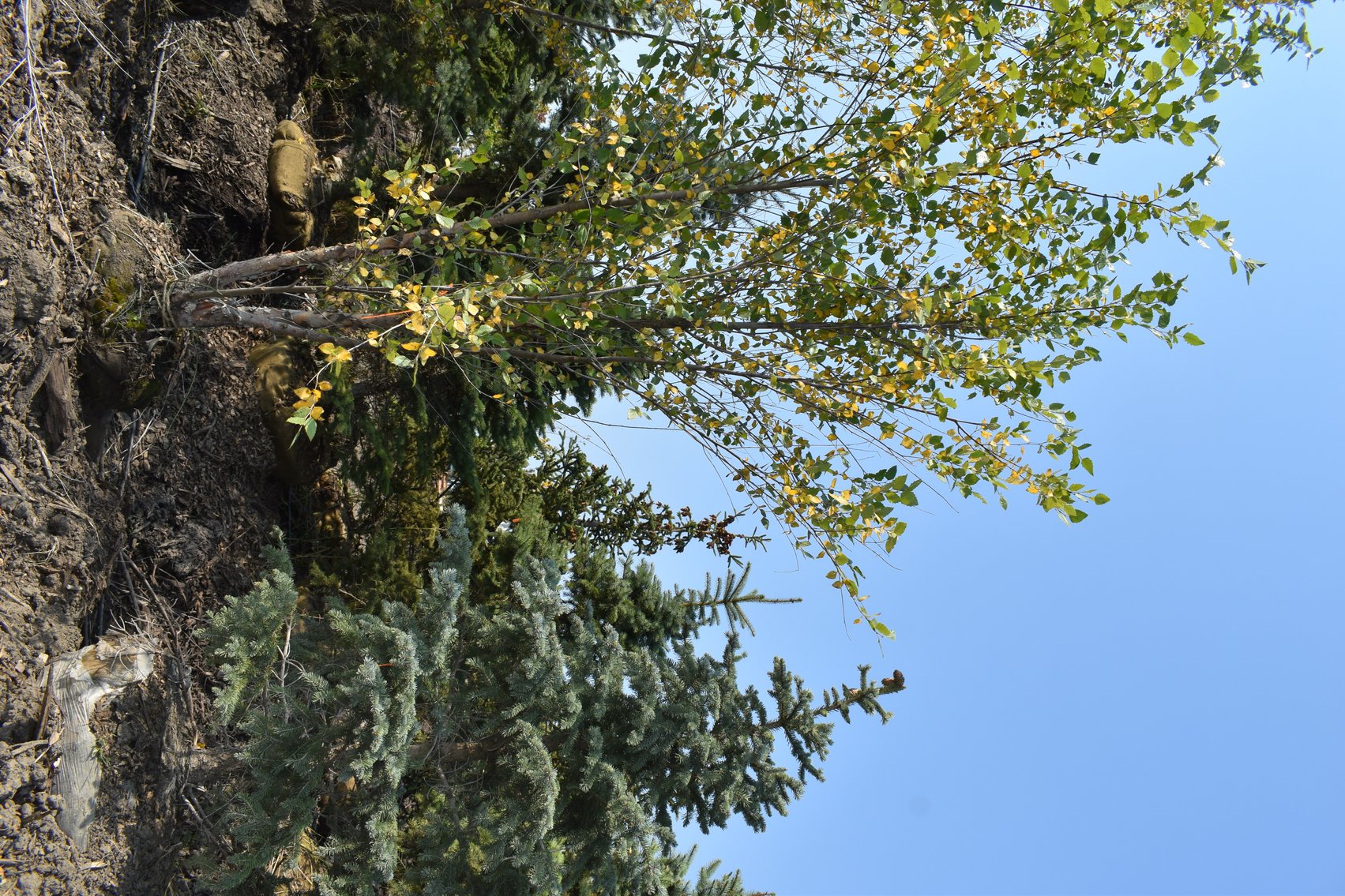 Tree Auction in Loretto, MN: Spruce, River Birch, Hackberry