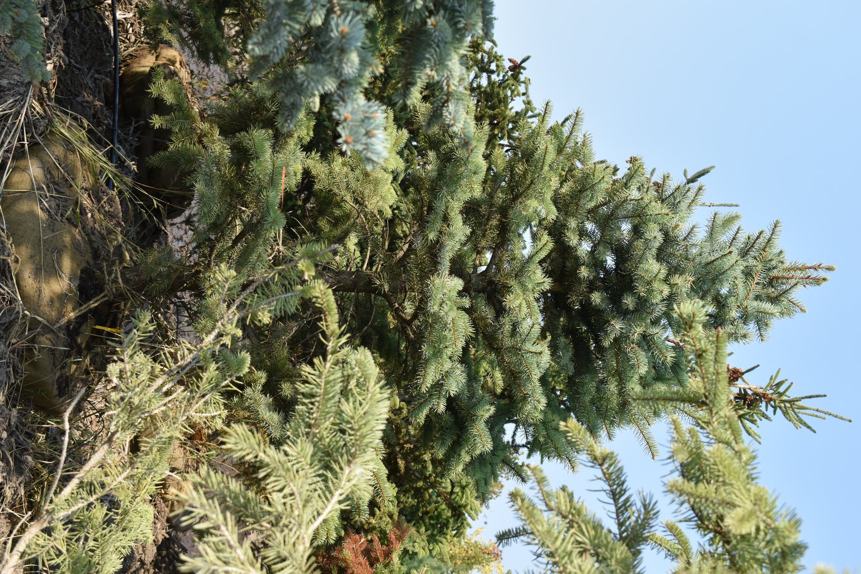 Tree Auction in Loretto, MN: Spruce, River Birch, Hackberry