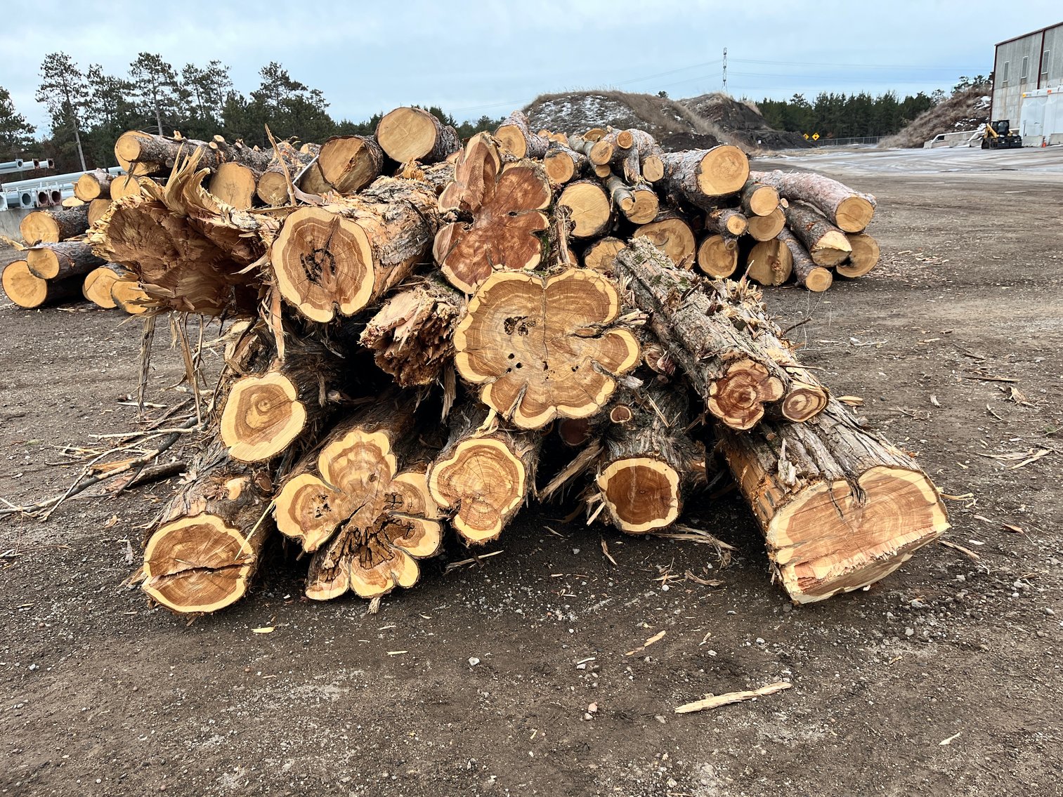 Fire Wood & Lumber Logs